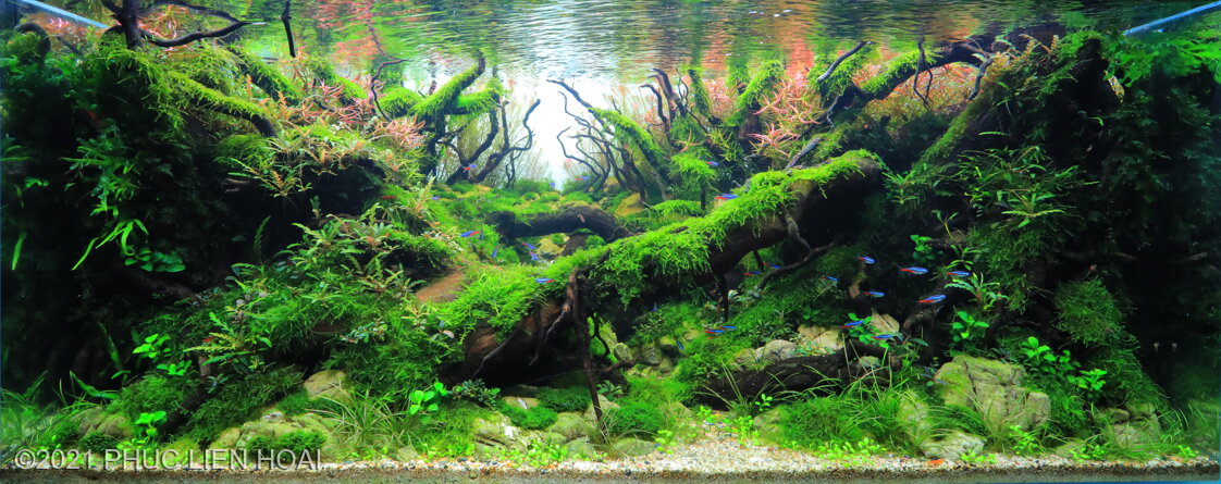 AGA 2021 Aquascaping Contest: #303