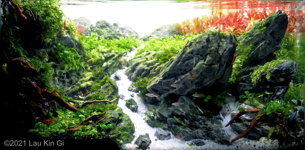 AGA 2021 Aquascaping Contest: #355