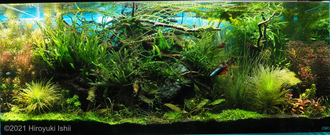 AGA 2021 Aquascaping Contest: #409