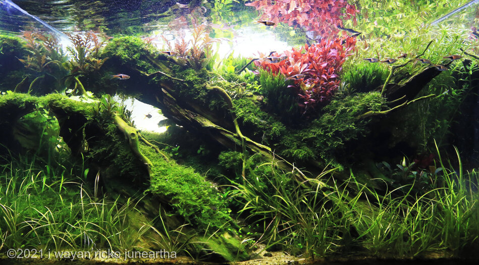 AGA 2021 Aquascaping Contest: #440