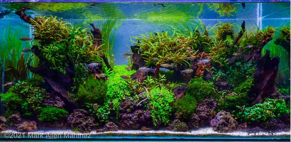 AGA 2021 Aquascaping Contest: #442