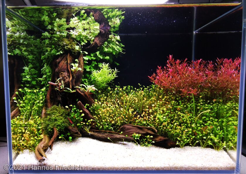 AGA 2021 Aquascaping Contest: #464