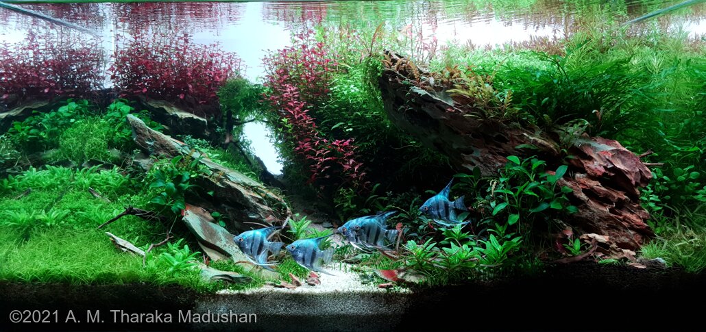 AGA 2021 Aquascaping Contest: #473