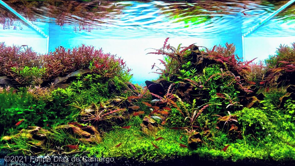 AGA 2021 Aquascaping Contest: #475