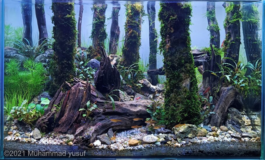 Qattiq mushuk katta Dick porno oldi