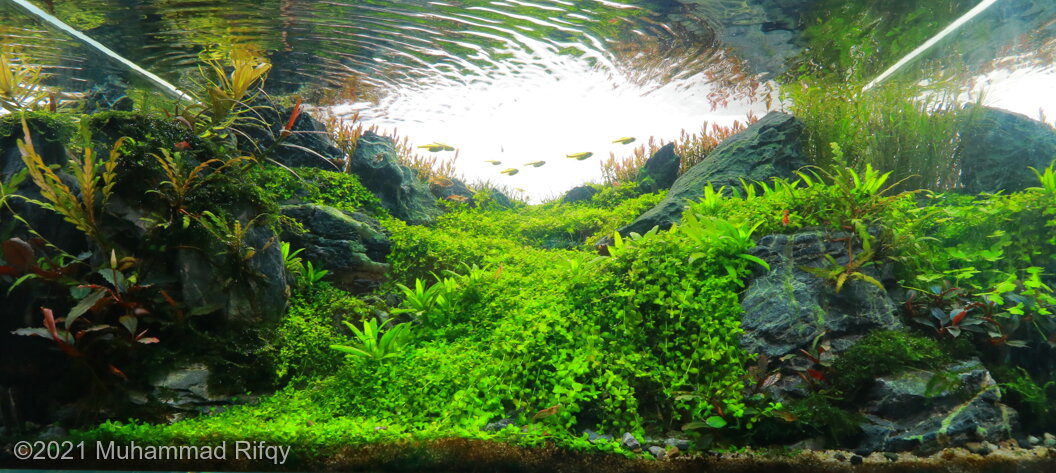 AGA 2021 Aquascaping Contest: #518