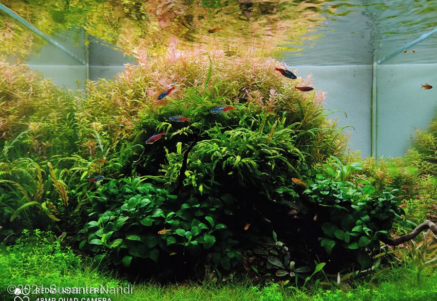 AGA 2021 Aquascaping Contest: #520