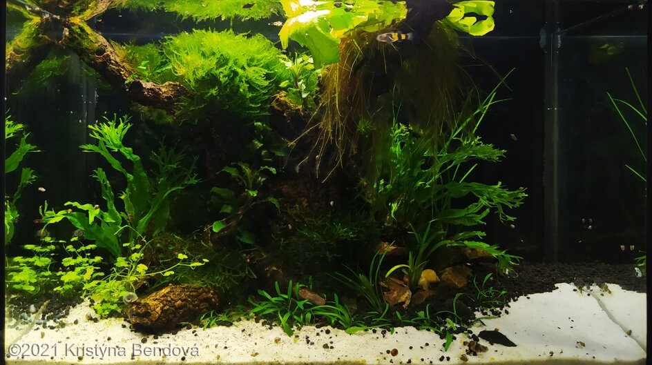 Aga 2021 Aquascaping Contest: #550