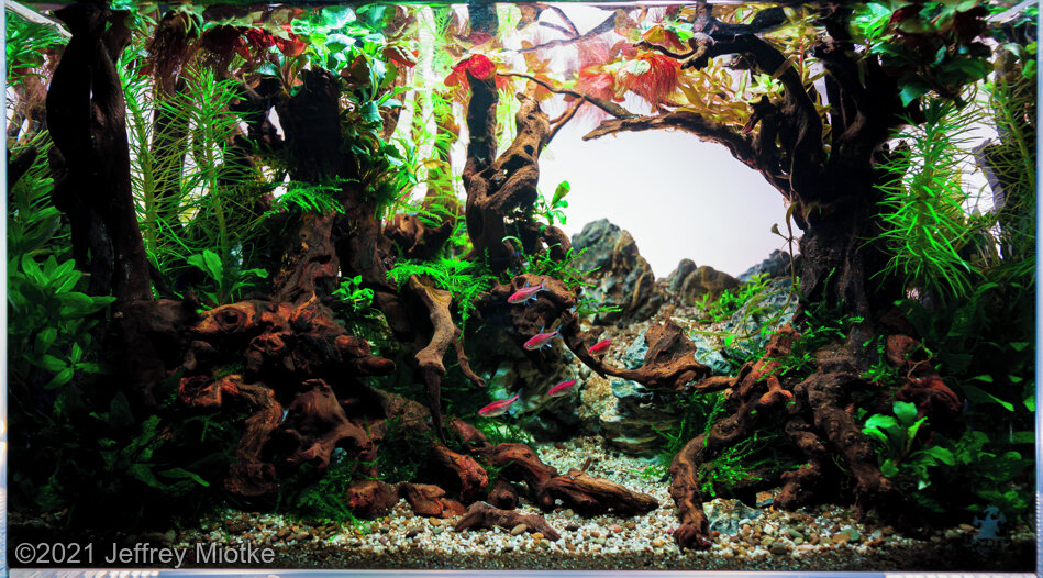 AGA 2021 Aquascaping Contest: #551