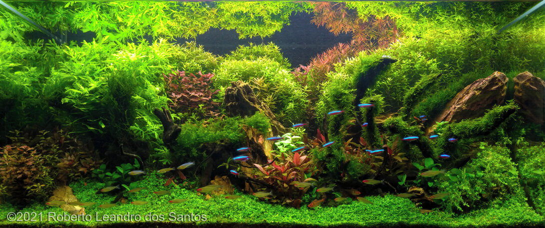 AGA 2021 Aquascaping Contest: #560