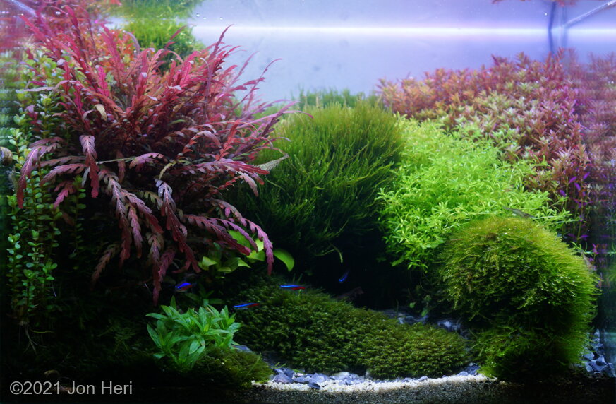 AGA 2021 Aquascaping Contest: #600