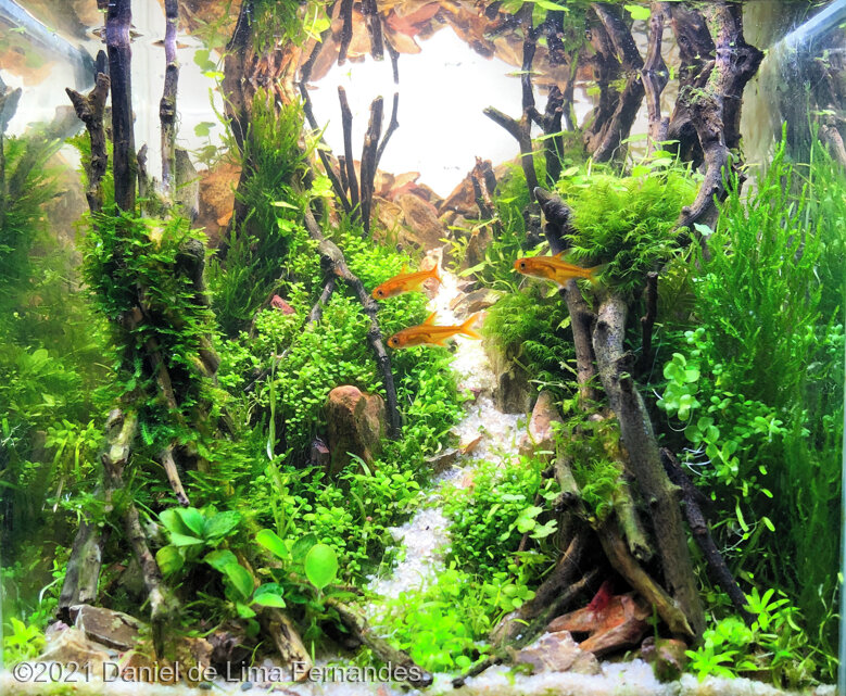 AGA 2021 Aquascaping Contest: #613