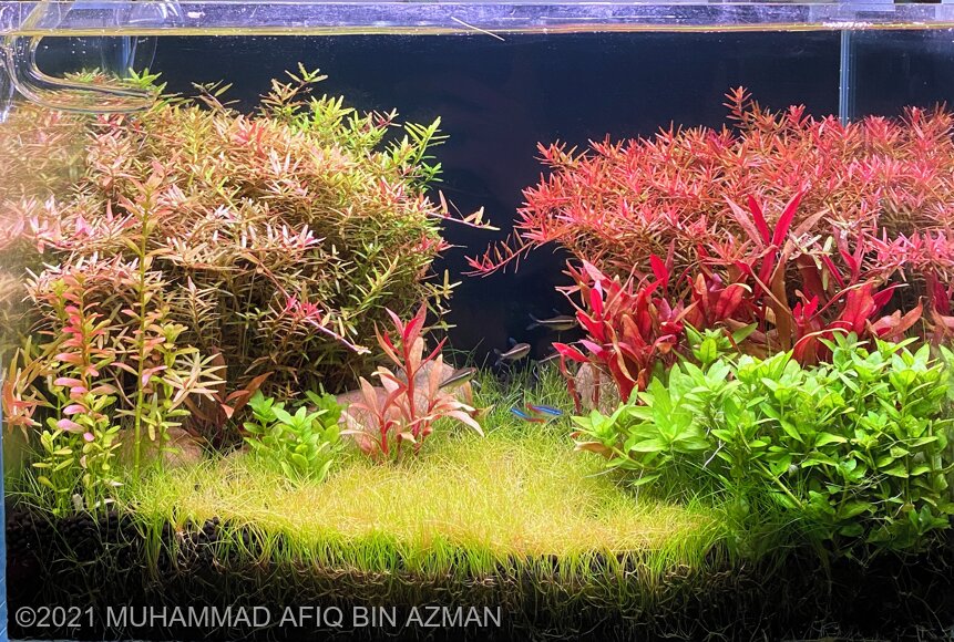 AGA 2021 Aquascaping Contest: #653