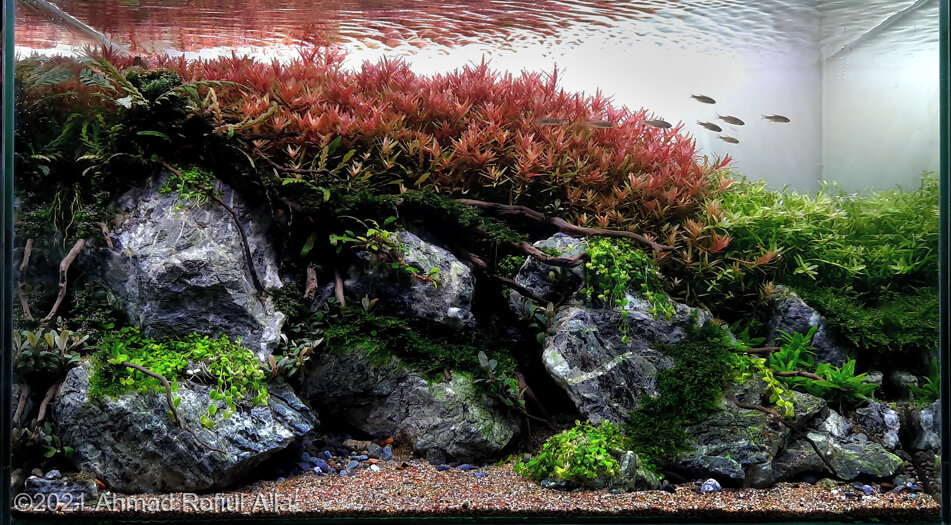 AGA 2021 Aquascaping Contest: #297