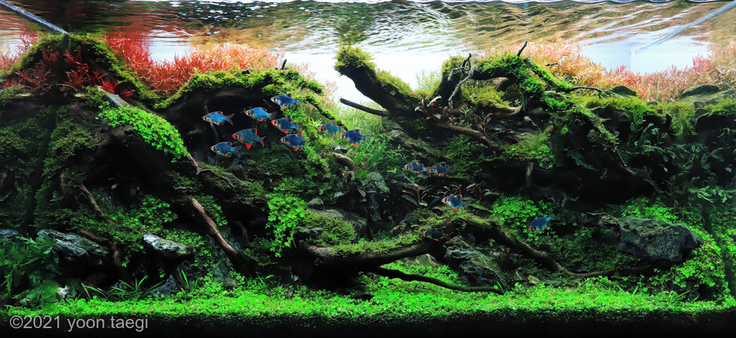 AGA 2021 Aquascaping Contest: #697