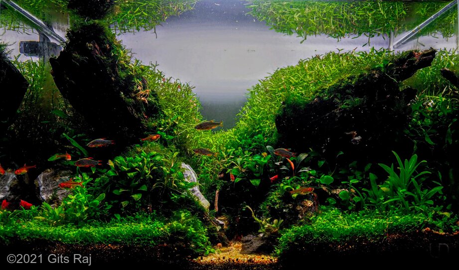 Aga 2021 Aquascaping Contest: #723