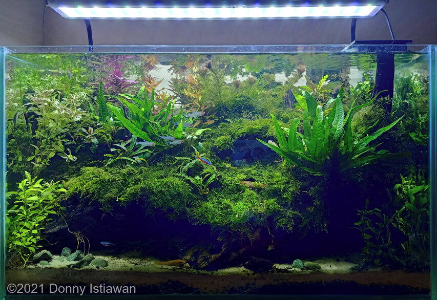 AGA 2021 Aquascaping Contest: #773