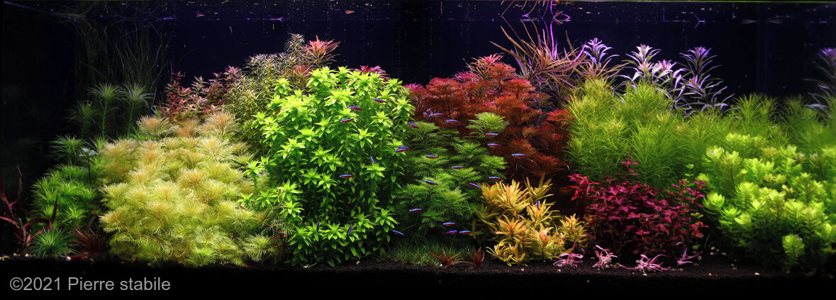 AGA 2021 Aquascaping Contest: #775