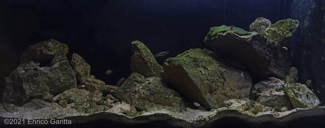 AGA 2021 Aquascaping Contest: #782