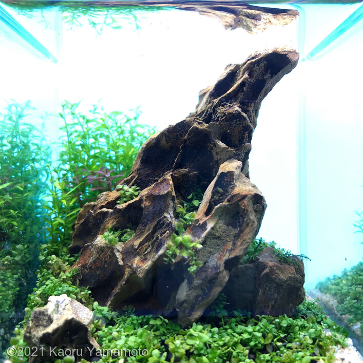 ヤーマン水草 AGA 2021 Aquascaping Contest: #806