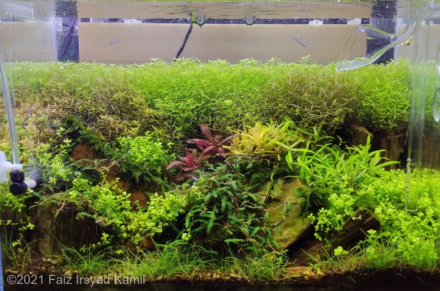 AGA 2021 Aquascaping Contest: #831