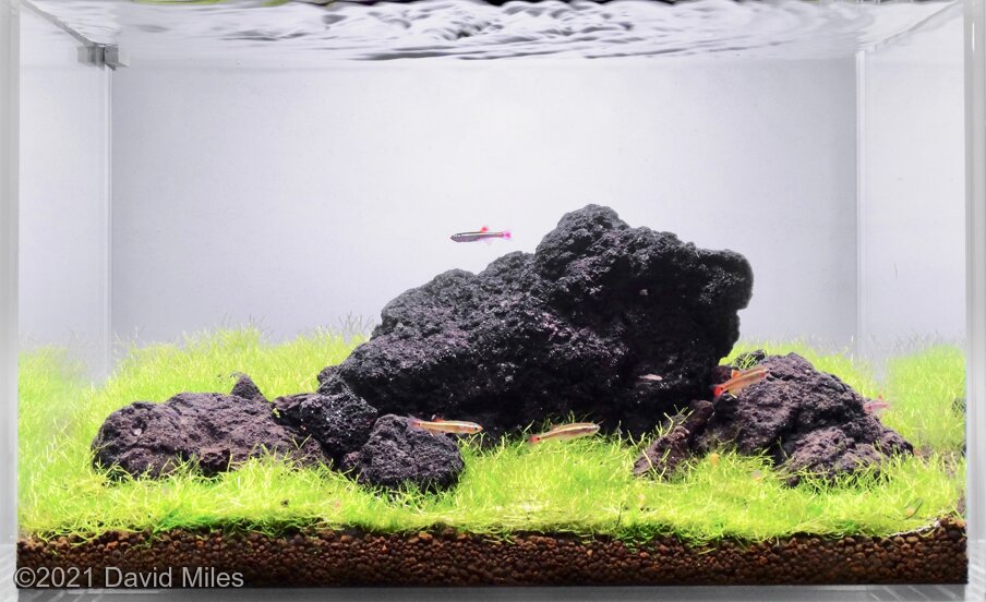 AGA 2021 Aquascaping Contest 840