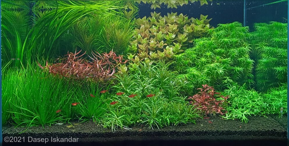 AGA 2021 Aquascaping Contest: #850