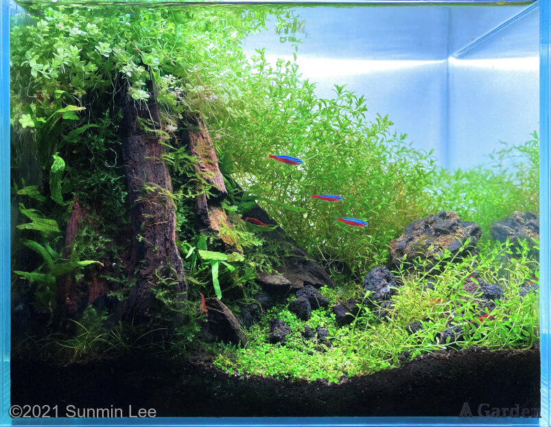 AGA 2021 Aquascaping Contest: #855