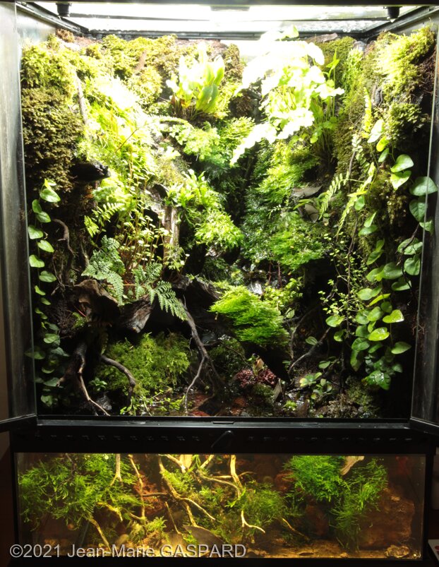 Aga 2021 Aquascaping Contest: #874