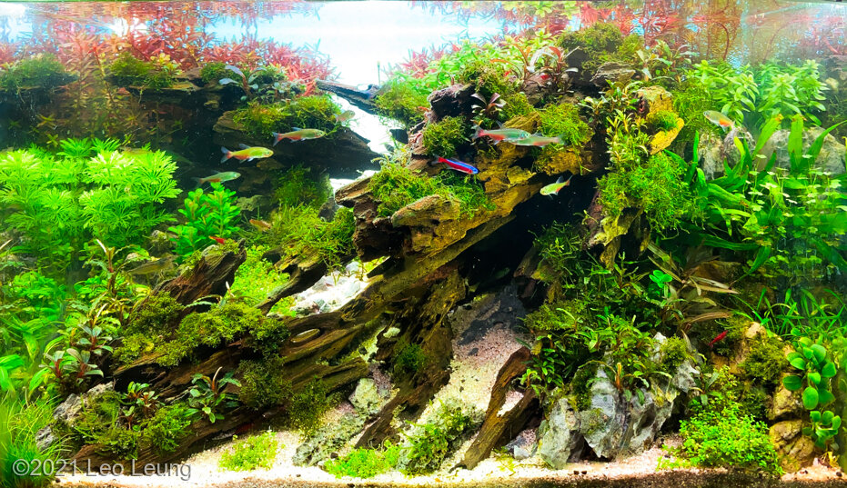 AGA 2021 Aquascaping Contest: #902