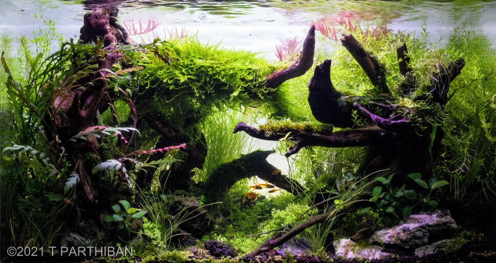 AGA 2021 Aquascaping Contest: #905