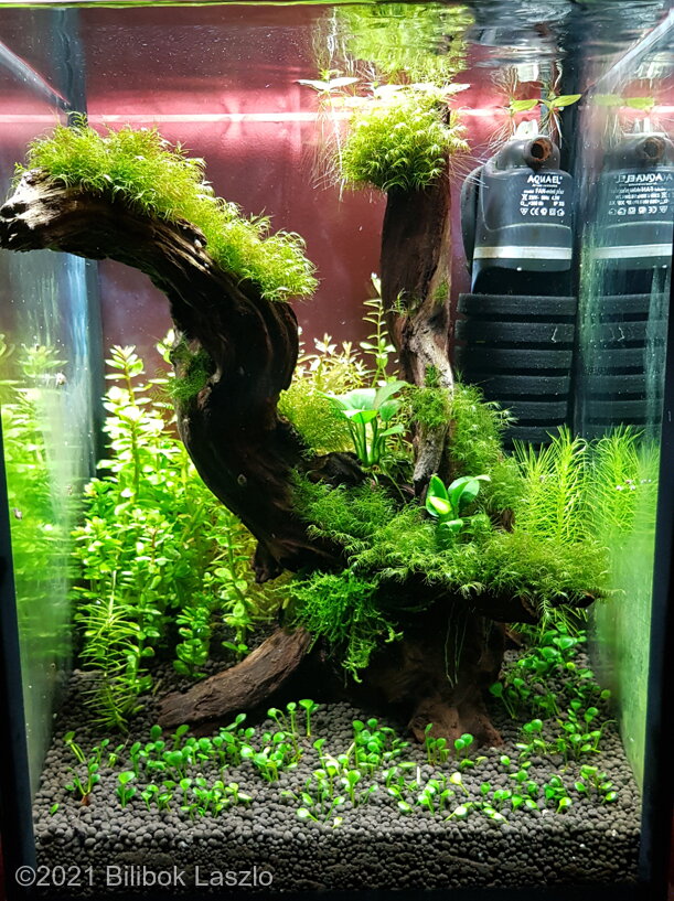 AGA 2021 Aquascaping Contest: #951