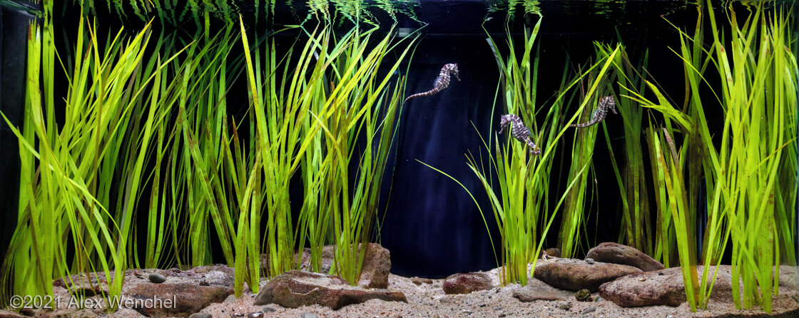 AGA 2021 Aquascaping Contest: #157