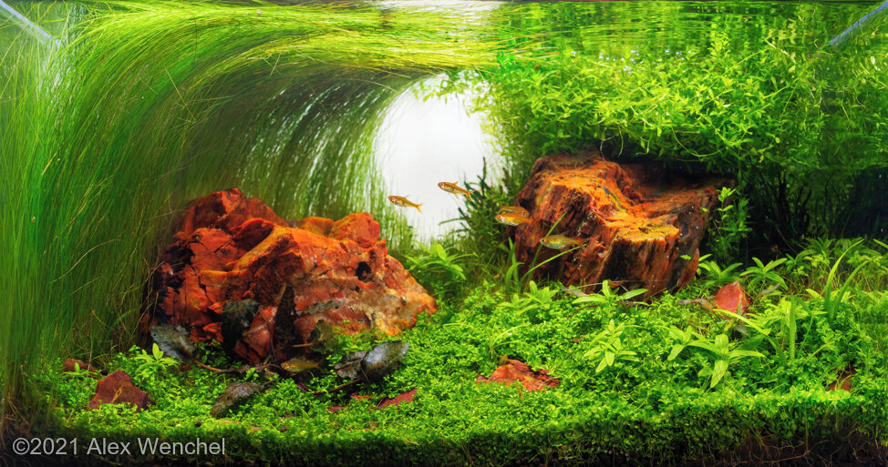 AGA 2021 Aquascaping Contest: #975