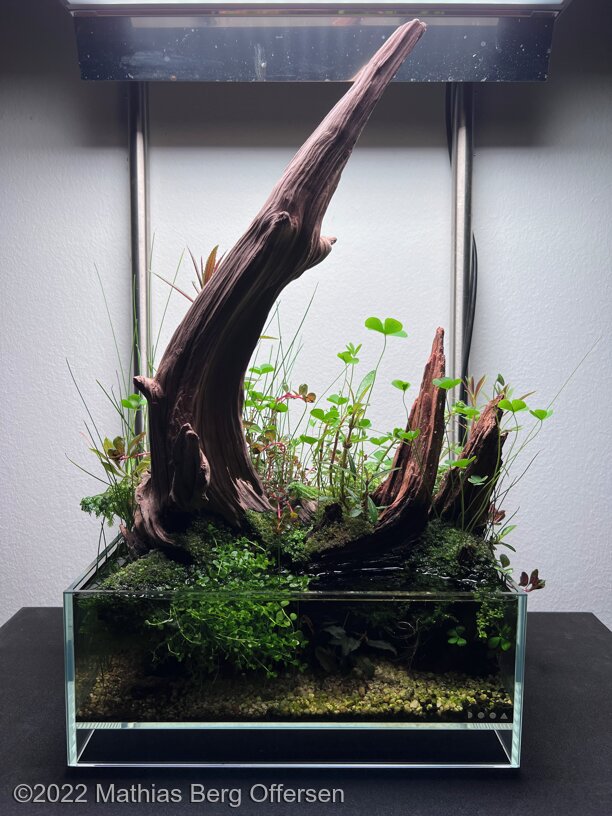 AGA 2022 Aquascaping Contest: #135