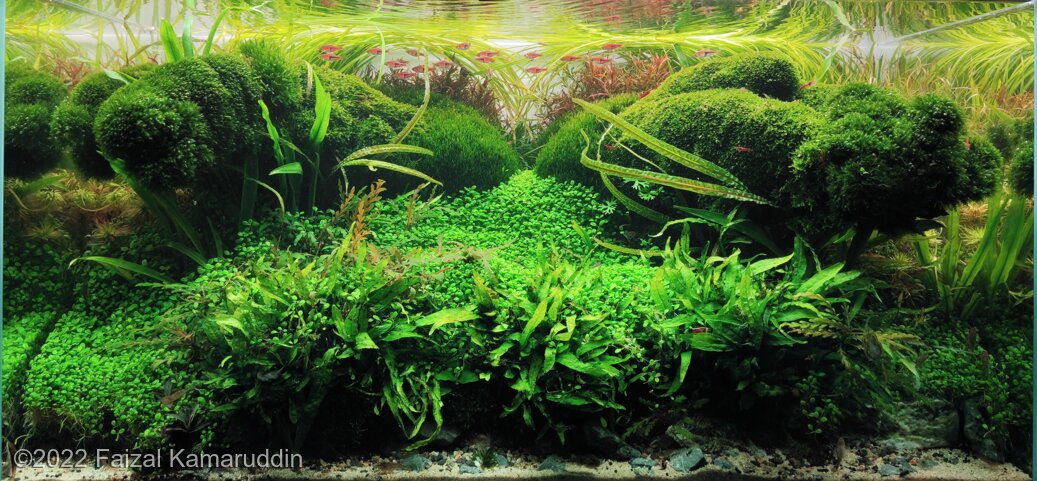 AGA 2022 Aquascaping Contest: #151