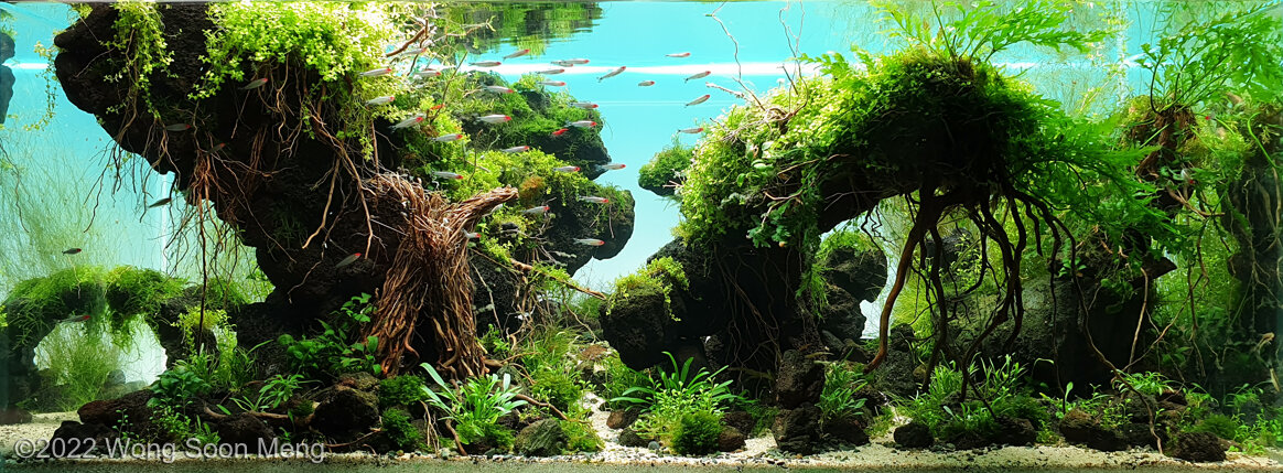 AGA 2022 Aquascaping Contest: #245