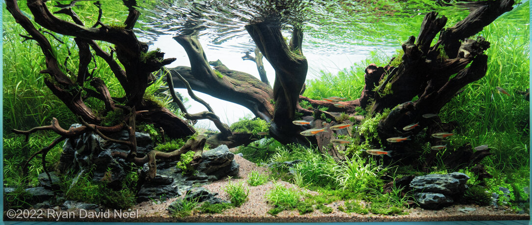 AGA 2022 Aquascaping Contest: #308