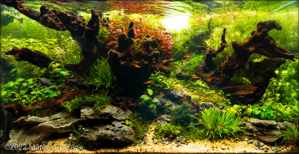 AGA 2022 Aquascaping Contest: #333