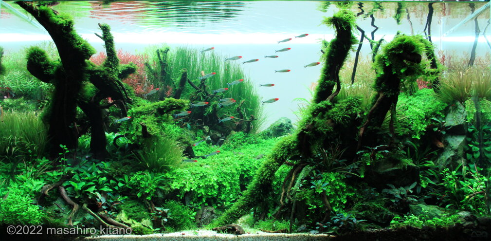 AGA 2022 Aquascaping Contest: #373