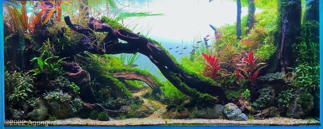 AGA 2022 Aquascaping Contest: #387