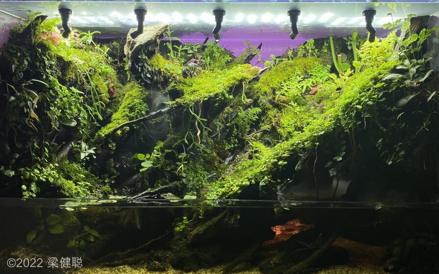 AGA 2022 Aquascaping Contest: #459