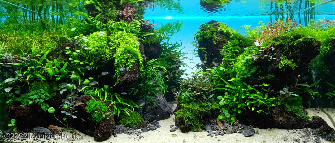 AGA 2022 Aquascaping Contest: #470