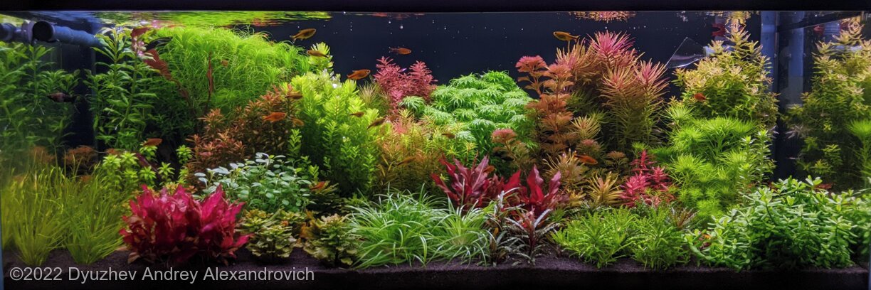 AGA 2022 Aquascaping Contest: #560