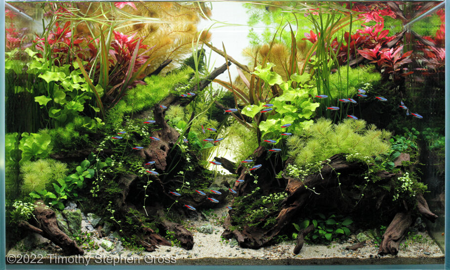 AGA 2022 Aquascaping Contest: #569