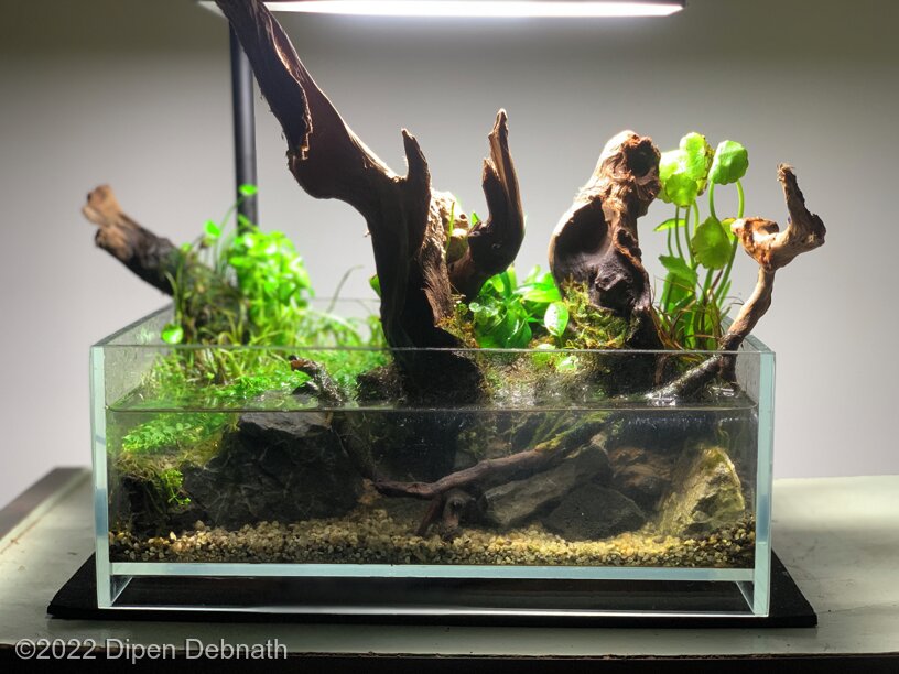 AGA 2022 Aquascaping Contest: #602