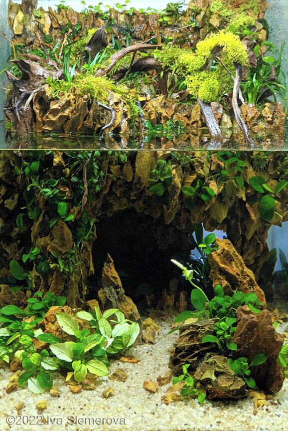 AGA 2022 Aquascaping Contest: #662