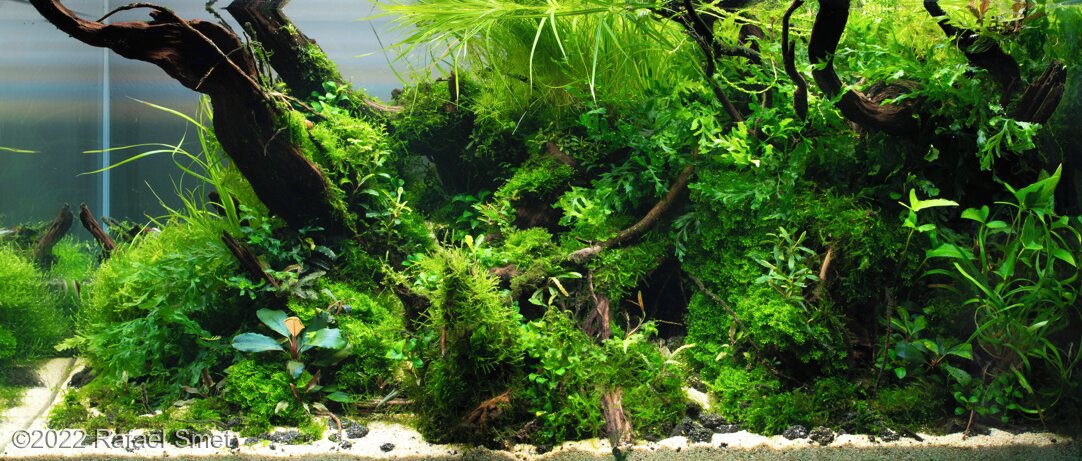 AGA 2022 Aquascaping Contest: #678