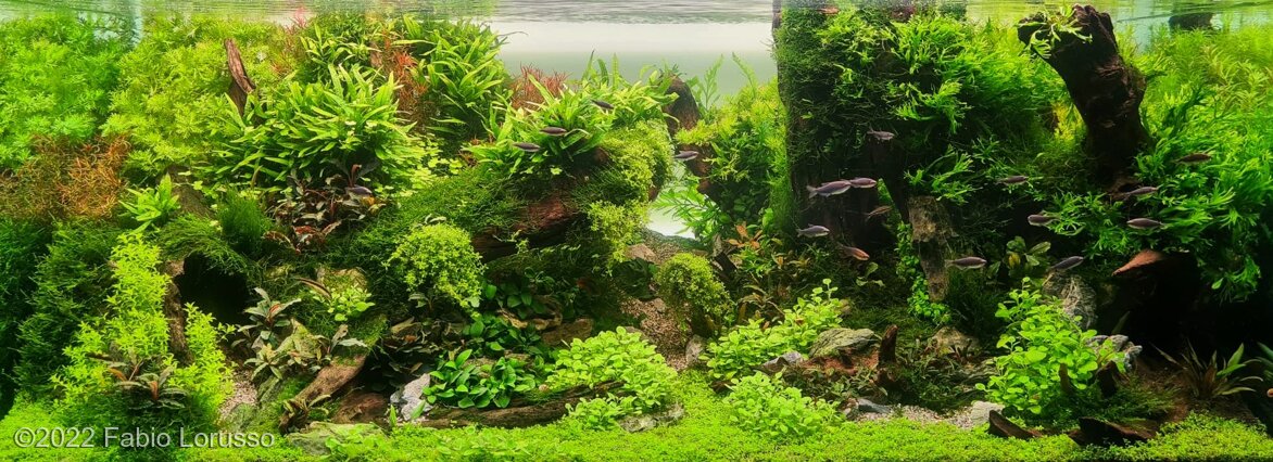 AGA 2022 Aquascaping Contest: #720