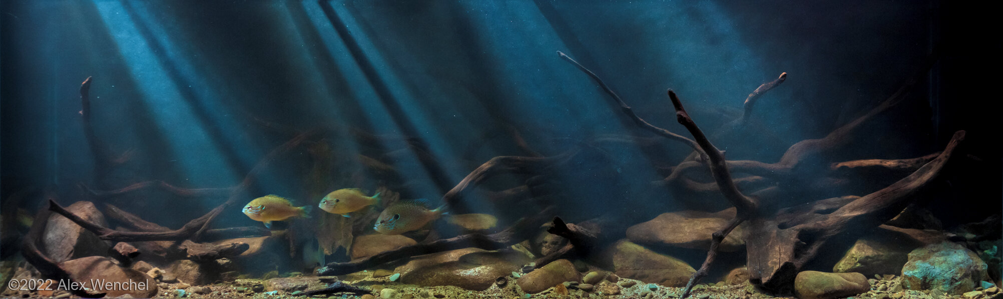 Aqua Nova Aquarium Net Breeder Trap Large - Kettering Koi